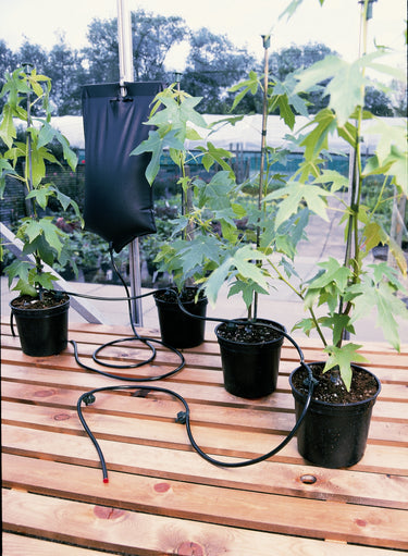 Potted plants on a wooden surface with a hose, set against a garden backdrop.