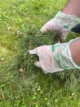 Glovelee XL Compostable Gloves