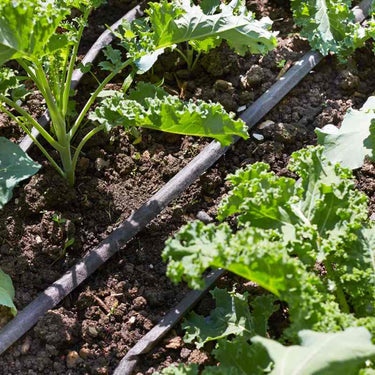 Irrigation System C24 in Garden