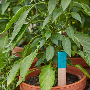 Burgon & Ball - Wooden Plant Labels in use