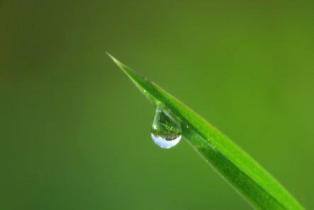 Water-saving tips for summer gardens