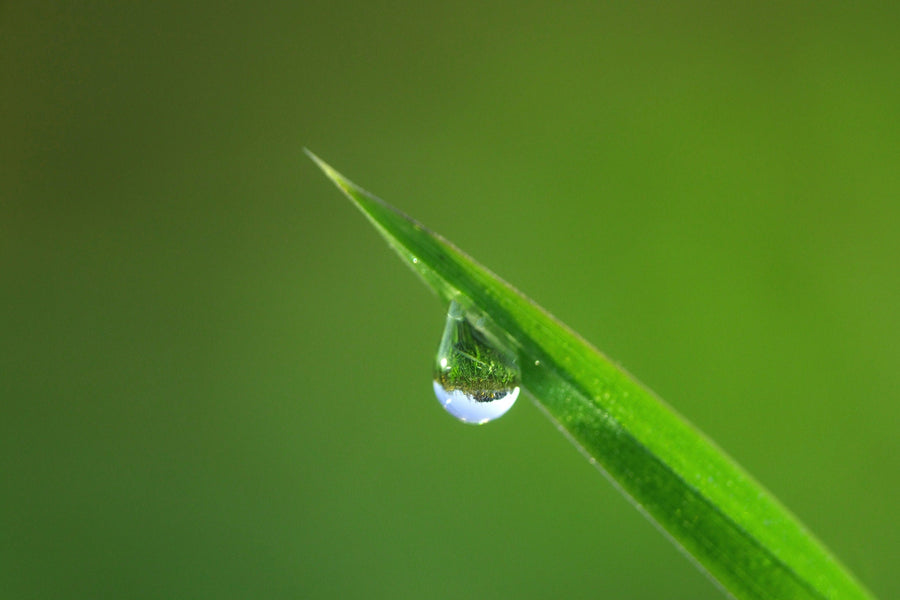 Water-saving tips for summer gardens