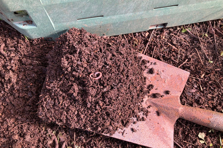Turn autumn leaves into leaf mould