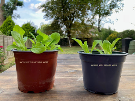 The ‘magic’ of magnets grows bigger, better plants