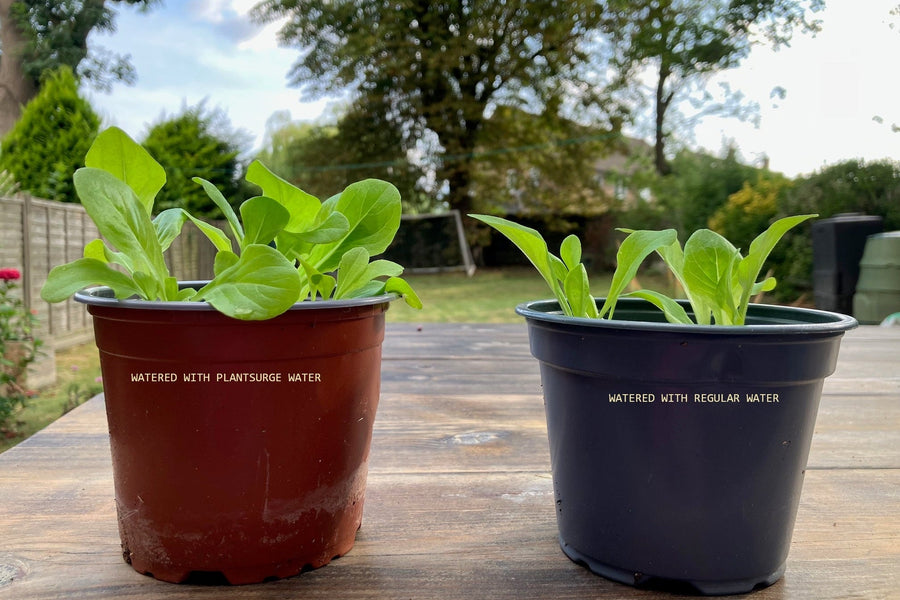 The magic of magnets grows bigger, better plants