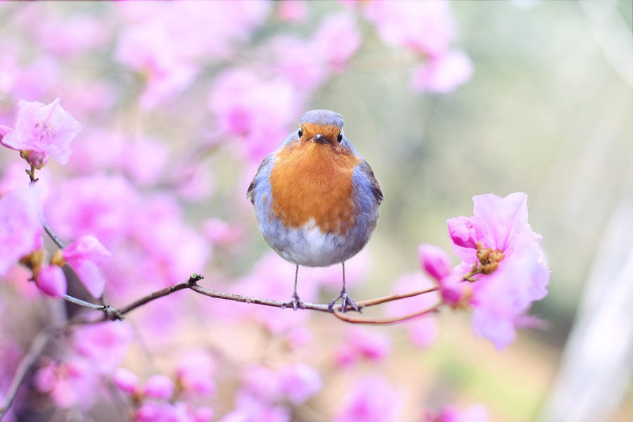 Six tips for spring