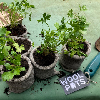 Wool pots with parsley