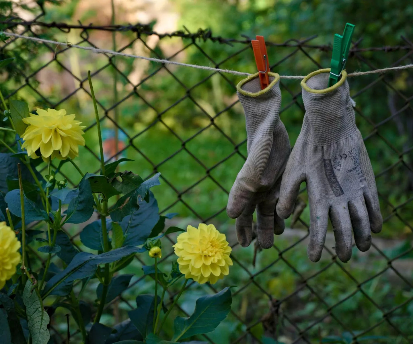Gardening Gloves Buy Women's & Men's Gardening Gloves (S/M/L/XL)