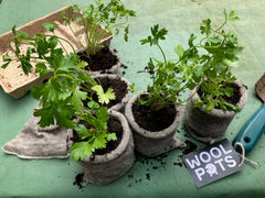 Wool pots with parsley