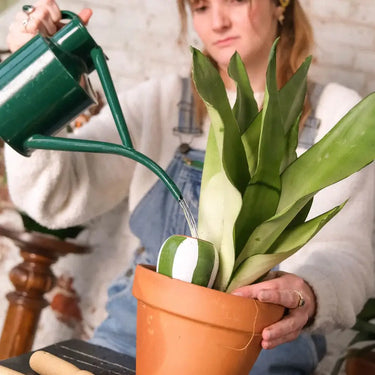 Olla The Striped Mini Trio Ceramic Plant Waterers