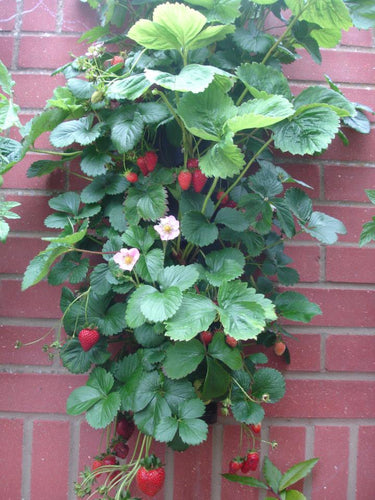 Flower Tower Wall Mounted Planter 2 Pack