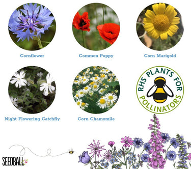 Seedball Wildflower Grab Bags - Annuals Mix