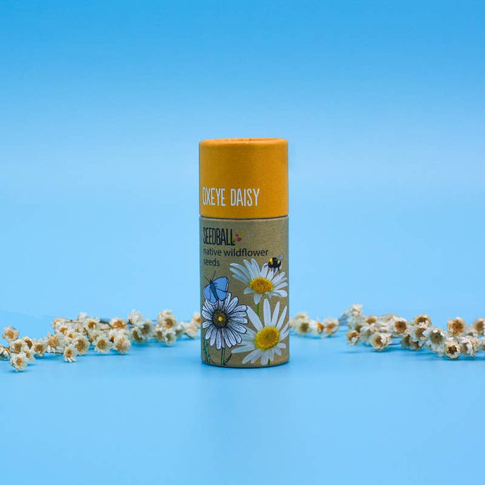 Seedball Wildflower Tube - Oxeye Daisy