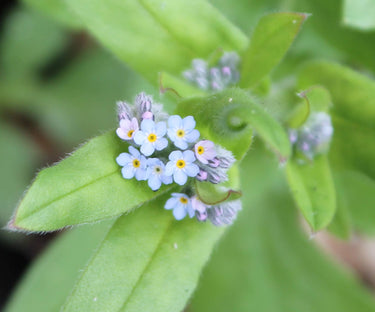 Wildflower Seedball Tube - Forget-Me-Not
