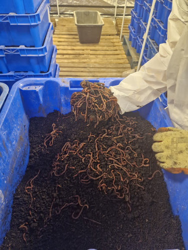 Wormganix 5 litre Peat Free Worm Castings Fertiliser