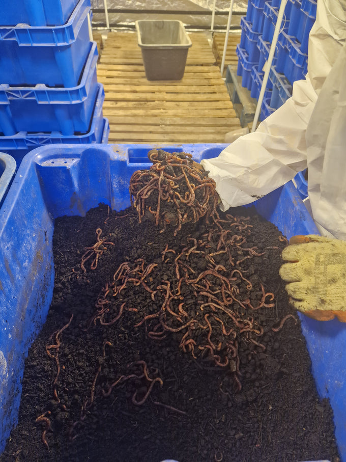 Wormganix 5 litre Peat Free Worm Castings Fertiliser