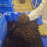 Wormganix 5 litre Peat Free Worm Castings Fertiliser