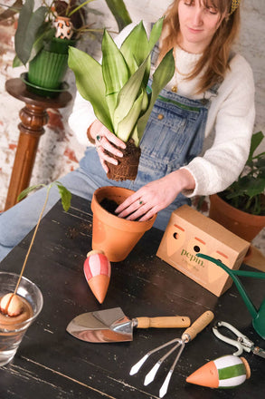 Person repotting a plant with gardening tools and a box labeled 'Pepiniere' on a table.