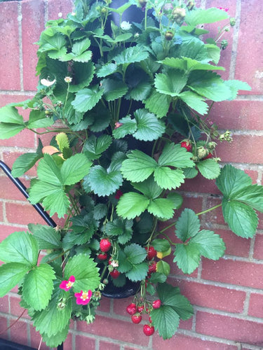 Flower Tower Wall Mounted Planter 3 Pack