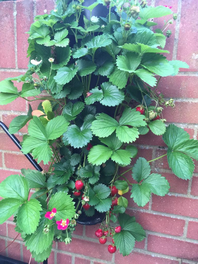 Flower Tower Wall Mounted Planter 3 Pack