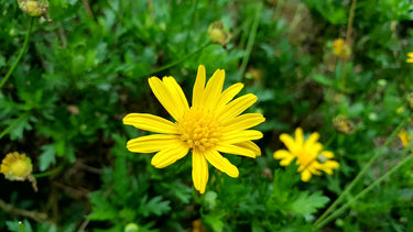 Seedball Wildflower Grab Bags - Annuals Mix