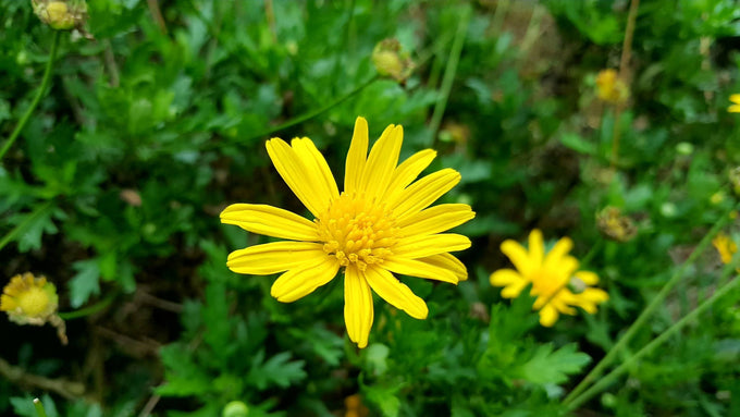 Seedball Wildflower Grab Bags - Annuals Mix
