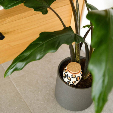 Potted plant with a decorative pot on a concrete floor