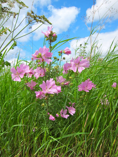 Seedball Wildflower Grab Bags - Garden Meadow Mix