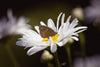 Seedball Wildflower Grab Bag - Butterfly Mix