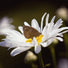 Seedball Wildflower Grab Bag - Butterfly Mix