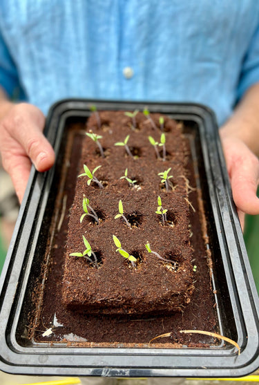 The Bug Growbar