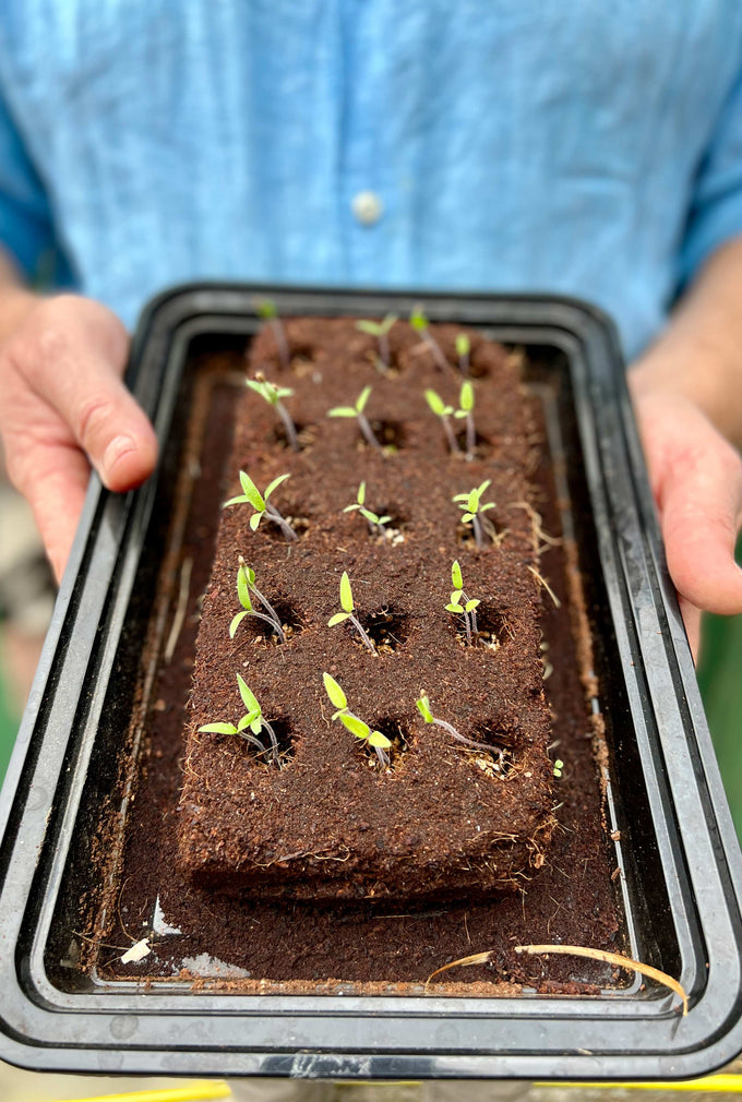 The Bug Growbar