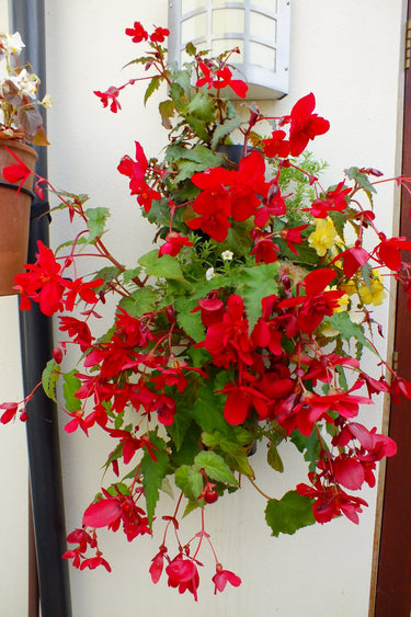 Flower Tower Wall Mounted Planter 3 Pack