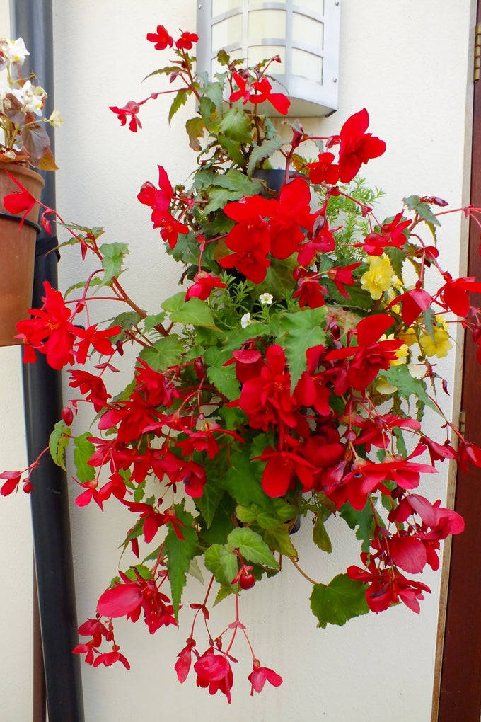 Flower Tower Wall Mounted Planter 2 Pack