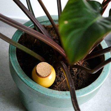 Small yellow container with a cork lid inside a potted plant on a light surface.