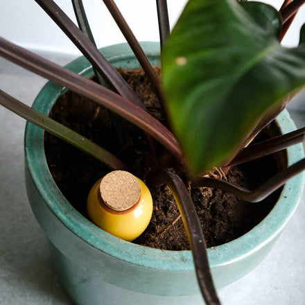 Small yellow container with a cork lid inside a potted plant on a light surface.