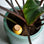 Olla Mustard Yellow Ceramic Plant Waterer