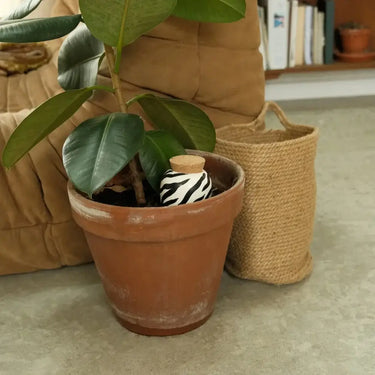 Olla Zebra Ceramic Plant Waterer