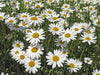 Seedball Wildflower Tube - Oxeye Daisy