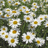 Seedball Wildflower Tube - Oxeye Daisy
