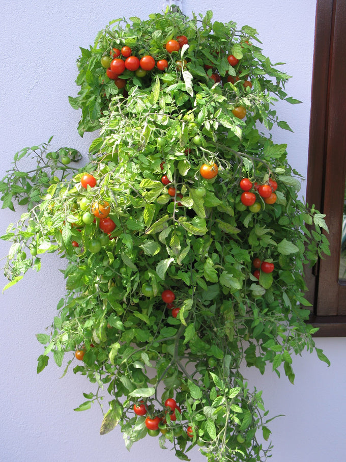 Flower Tower Wall Mounted Planter 2 Pack