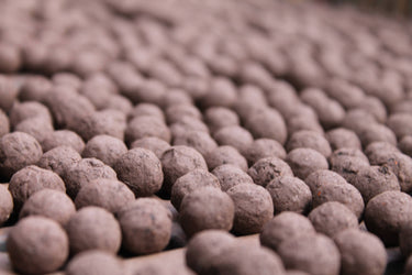 Seedball Wildflower Tube - Oxeye Daisy