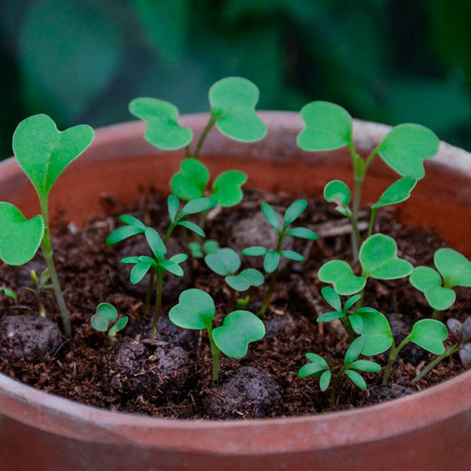 Seedball Wildflower Grab Bags - Annuals Mix