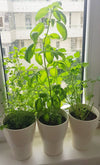 Seedball Italian Herb Kitchen