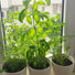 Seedball Italian Herb Kitchen