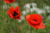 Seedball Wildflower Tube - Poppy