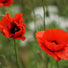 Seedball Wildflower Tube - Poppy