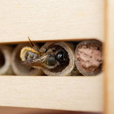 Beevive DIY Bee Hotel Kit