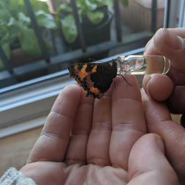 The Original Bee Revival Kit - Black with Bee ID Tag