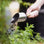 Burgon & Ball - Compost Scoop by Sophie Conran at EvenGreener